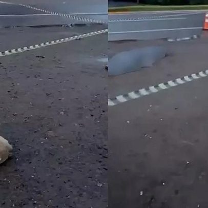 Cão permanece ao lado da vítima de atropelamento no RS