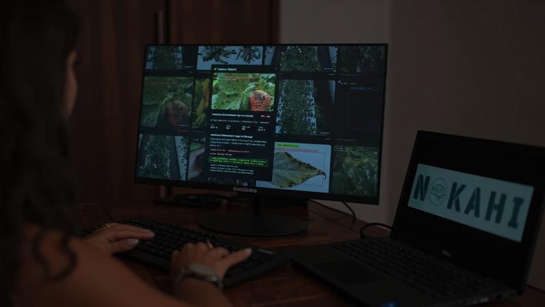 Programas como o "Gêmeo Digital" auxiliam produtores no controle de estufas de morango, por exemplo