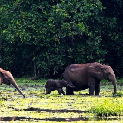 Madeira de manejo seletivo pode aumentar carbono retido na Bacia do Congo