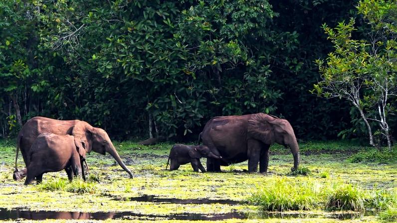 Madeira de manejo seletivo pode aumentar carbono retido na Bacia do Congo