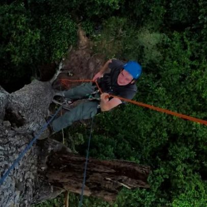 Árvores gigantes tropicais desbravam limites físicos levando água ao topo