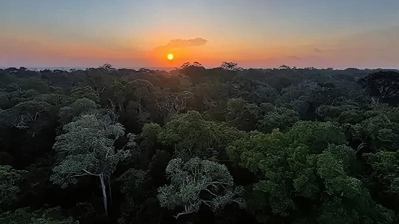 Iniciativas de restauração florestal são essenciais para que o Brasil alcance suas metas climáticas