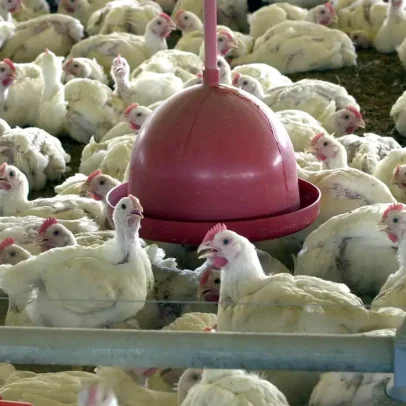 Frango deve bater recorde em exportações em 2026, diz ABPA