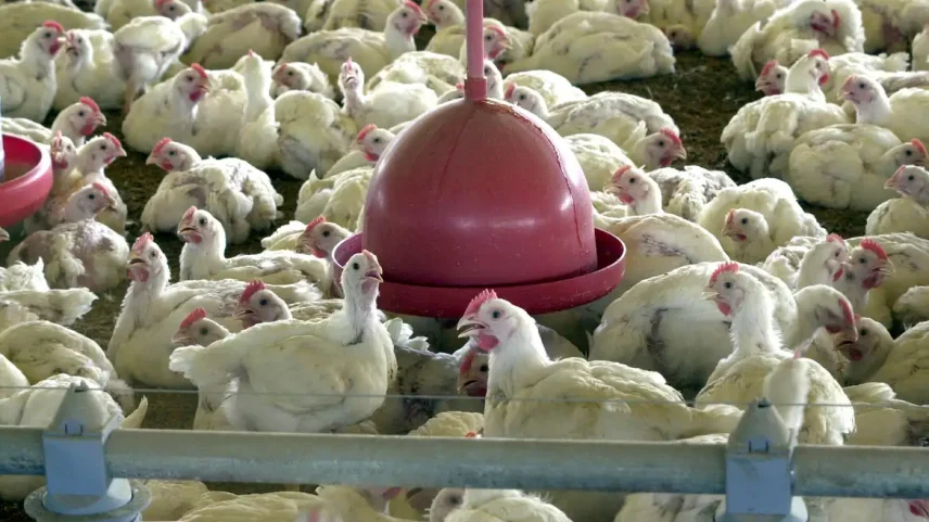 Frango deve bater recorde em exportações em 2026, diz ABPA