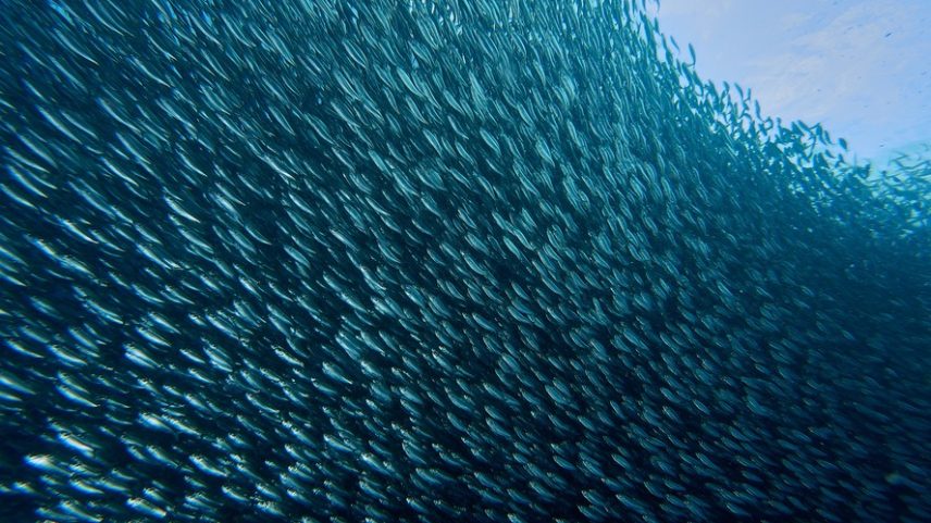Cardume de sardinhas no oceano — Foto: Getty Images