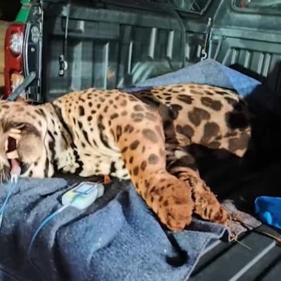 Onça que viralizou nas redes é capturada após assustar moradores no PR