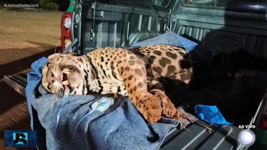 Onça que virou sucesso nas redes é capturada após assustar moradores no PR