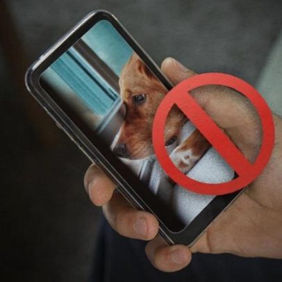 Judiciário ordena plataformas remover vídeos de maus-tratos a animais