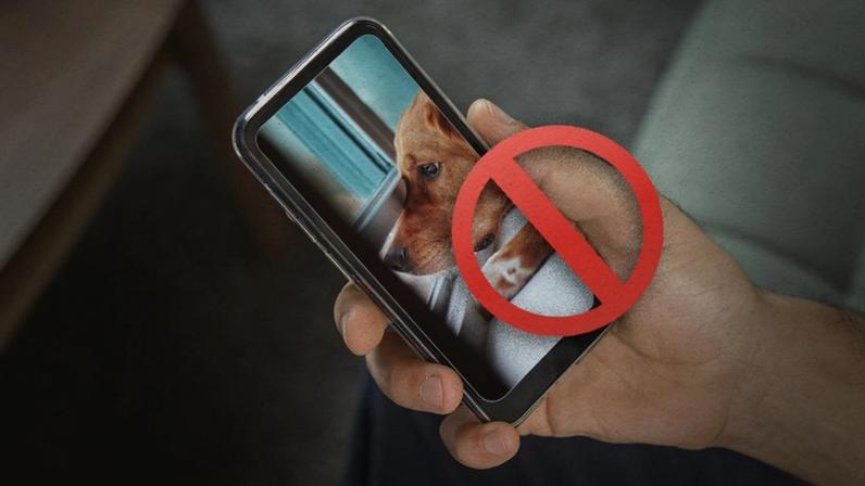 Justiça determina que TikTok, Discord, Google e outras plataformas removam vídeos de crueldade contra animais.