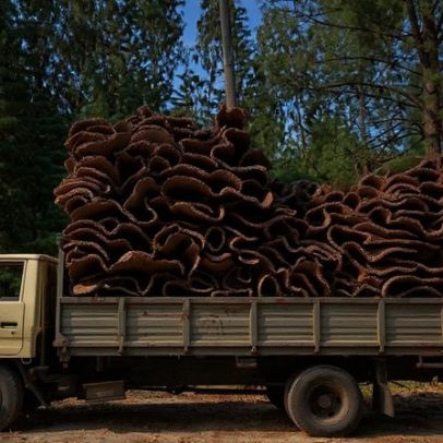 Como a B Corp pode reduzir a falta de alfabetização em sustentabilidade