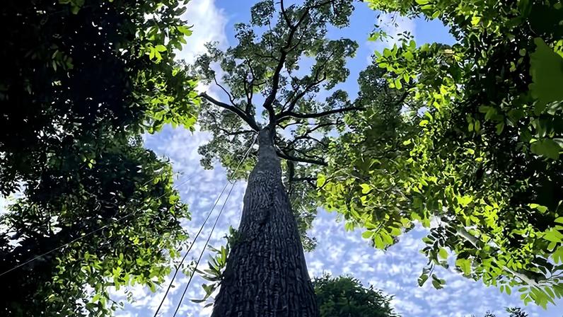 Os pesquisadores focaram seus estudos na família de árvores Dipterocarpaceae, as angiospermas mais altas do mundo. A da foto, por exemplo, tem 61 metros de altura — Foto: Arne Scheire/Universidade de Exeter