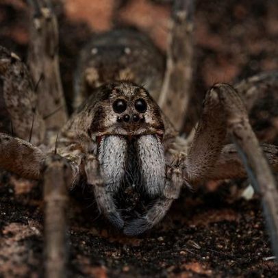 Aranha-lobo não é perigosa; consome baratas e mosquitos