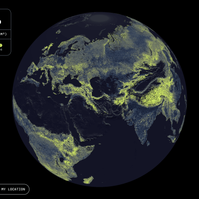 Mapa completo revela rede global de fungos sob os pés