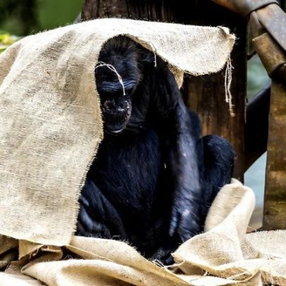 Zoológicos recorrem a cobertores, chá e sopa para aquecer animais no frio