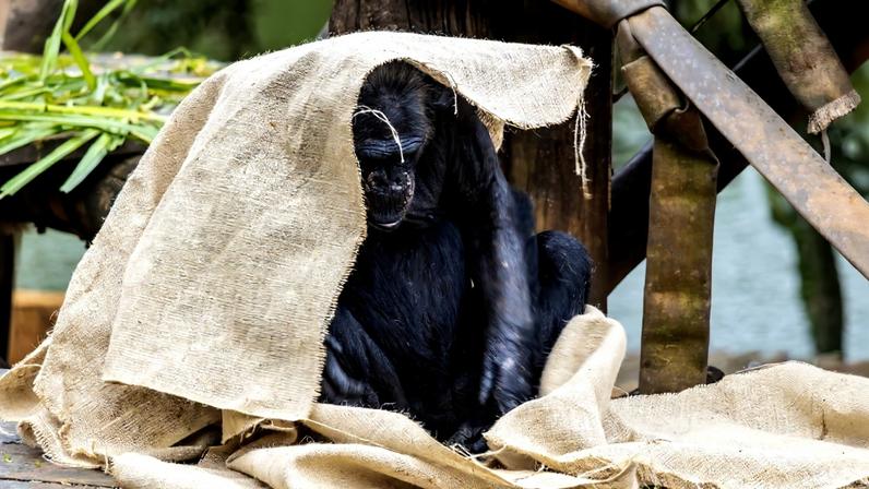 Imagem colorida mostra chimpanzé com cobertor - Metrópoles