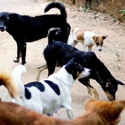 Plataformas digitais devem remover vídeos de maus-tratos a animais