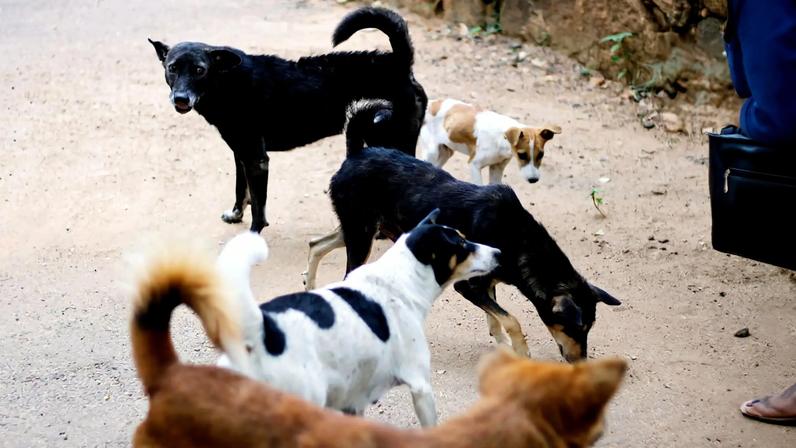 Determinação pede também a adoção de mecanismos de filtragem para prevenir novas publicações de maus-tratos a animais. (Foto: Heshan Weeramanthri/Unsplash)