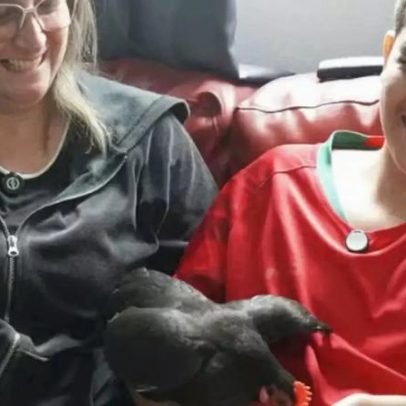 Galinha vira apoio emocional e muda rotina de jovem com autismo em Campinas