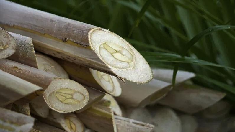 Com mais de 40 milhões de palmeiras plantadas, a cadeia produtiva do palmito gera 10 mil empregos diretos.