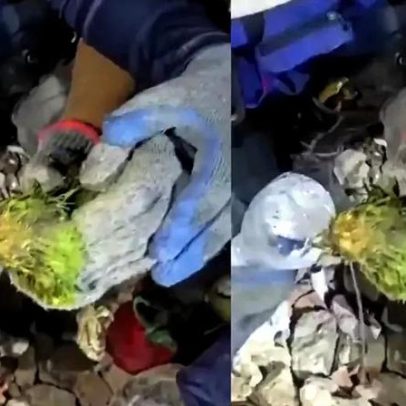Papagaio resgatado após sobreviver uma semana sob escombros na Venezuela