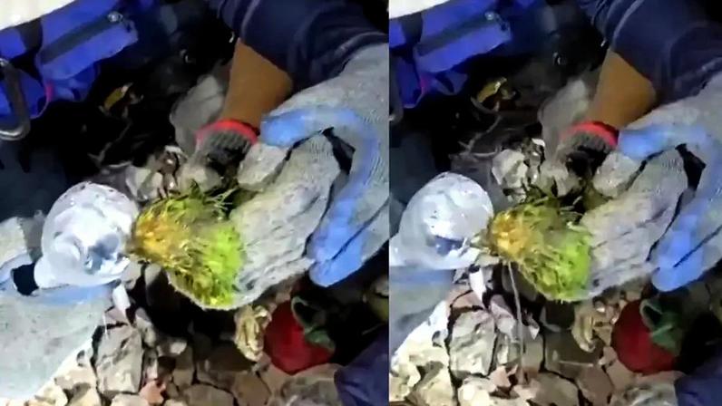 Papagaio resgatado após sobreviver uma semana sob escombros na Venezuela