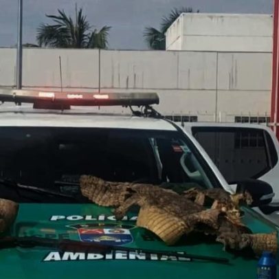 Polícia apreende espingarda e pele de jacarés em Alagoas