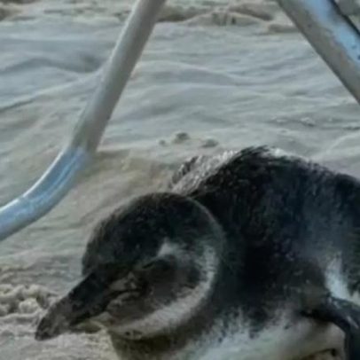 Pinguim aparece na Praia de Ipanema e se abriga em cadeira de praia