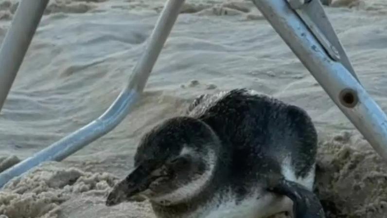 Pinguim aparece na Praia de Ipanema e se abriga em cadeira de praia