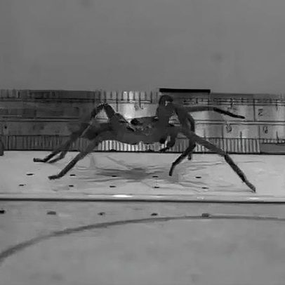Aranha quebra recorde de velocidade e é o animal mais rápido do mundo