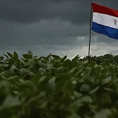 Soja paraguaia rumo à safra recorde, milho sofre com o clima