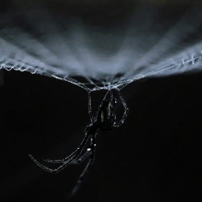 Seleção natural em aranhas depende da resistência de suas teias a tempestades
