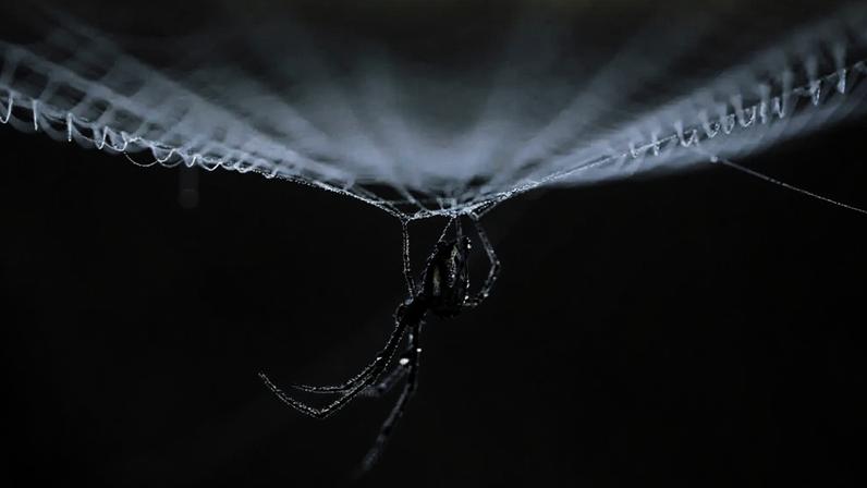 Orvalho em teia de aranha durante a manhã em Lalitpur, no Nepal