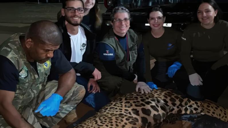 Onça-pintada foi filmada "invadindo" empresa no Paraná e seguiu sendo monitorada por cerca de 50 dias, até ser capturada