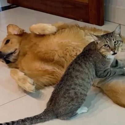 Gatinho de rua faz massagem em golden retriever e conquista fãs online
