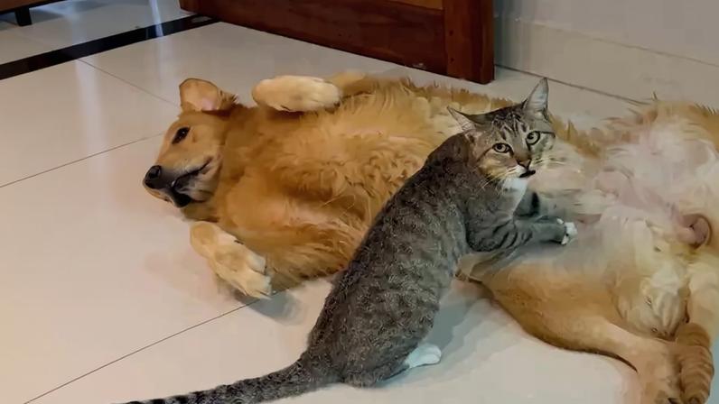 Gatinho de rua faz massagem em golden retriever e conquista fãs online