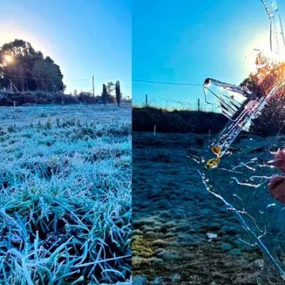 SC registra 19 cidades com temperaturas negativas; teia de aranha congelada
