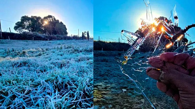 SC registra 19 cidades com temperaturas negativas; teia de aranha congelada