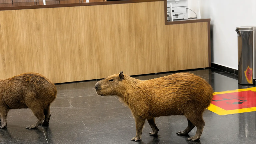 Capivaras invadem Assembleia Legislativa do Mato Grosso