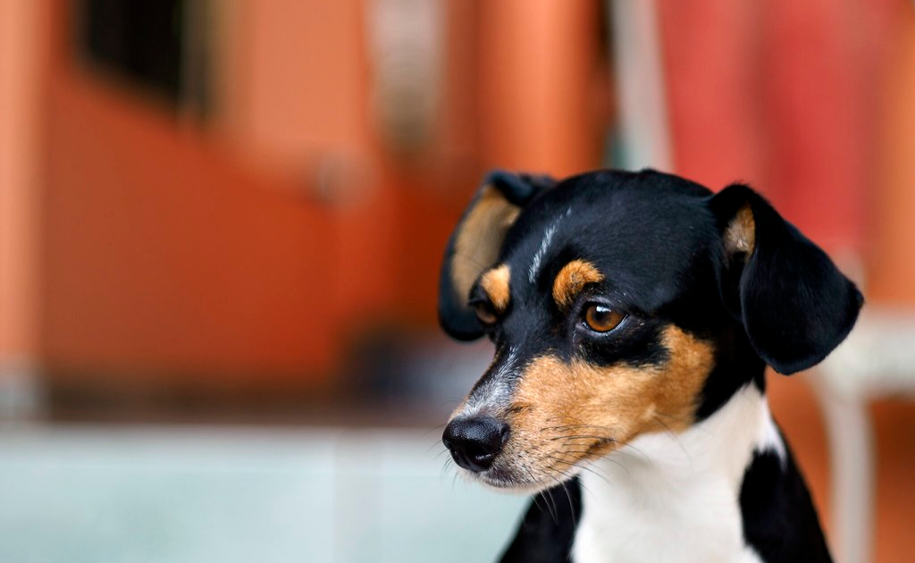 SP proíbe acorrentamento de cães e gatos e uso de enforcadores