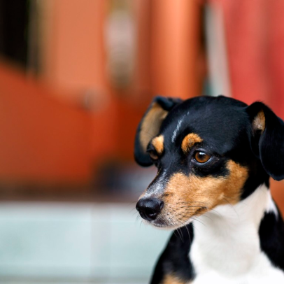Dia Internacional do Cachorro: confira 5 raças brasileiras
