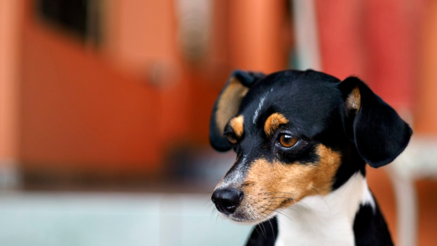 Dia Internacional do Cachorro: confira 5 raças brasileiras
