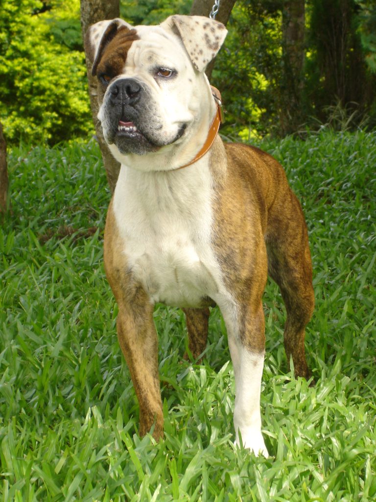 Bulldogue Serrano