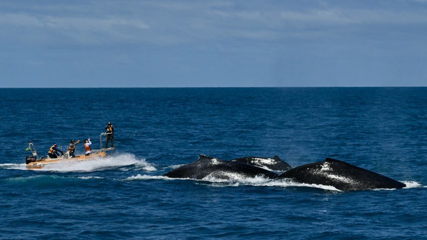 Após quase desaparecerem, baleias-jubarte retornam ao litoral brasileiro