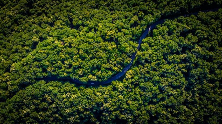 Amazônia tem menor área sob alerta de desmatamento da série histórica