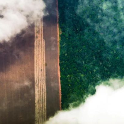 Brasil perdeu 14% da cobertura de vegetação nativa em 41 anos