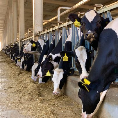 União Europeia suspende importações de carne brasileira nesta quinta (3)