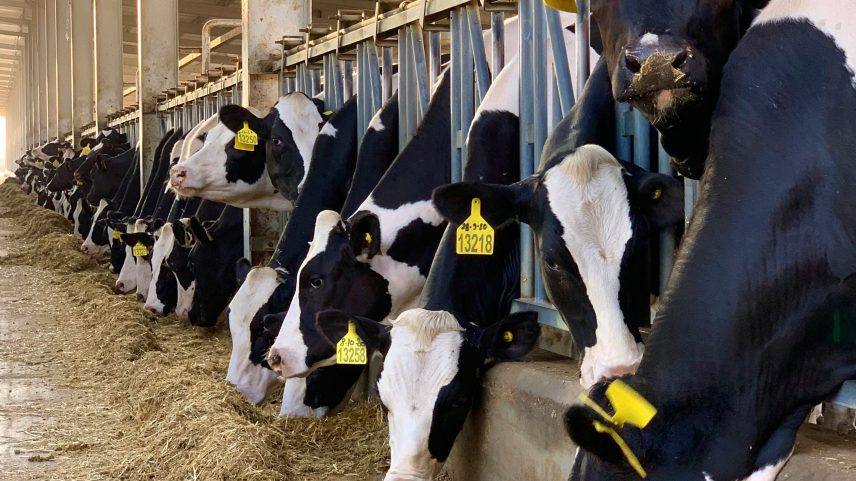 União Europeia suspende importações de carne brasileira nesta quinta (3)