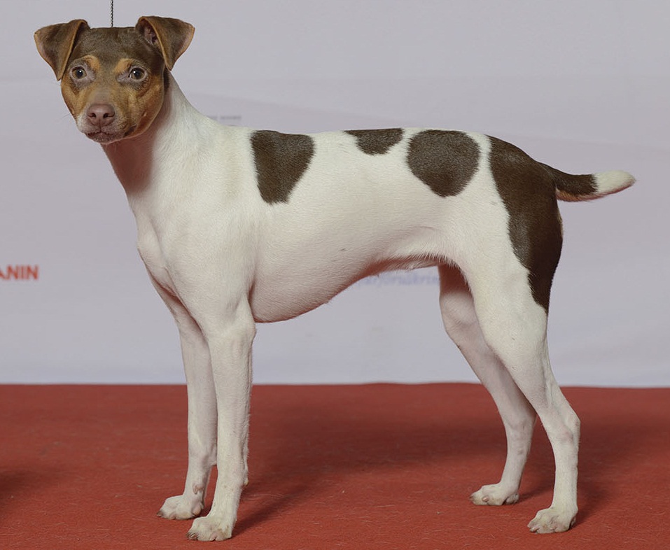 Terrier Brasileiro