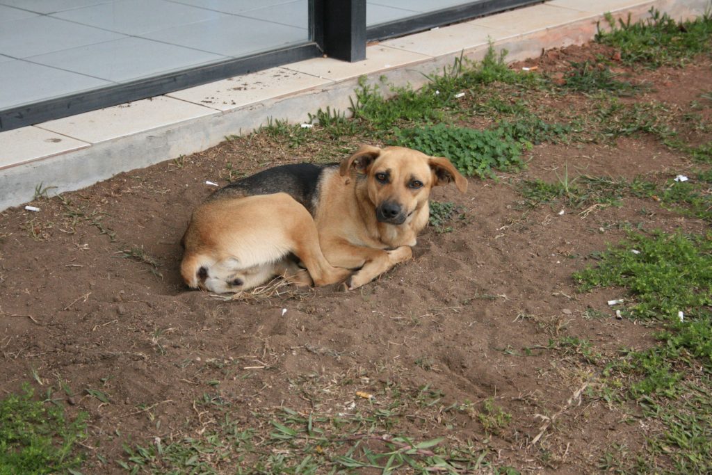Cachorro Caramelo
