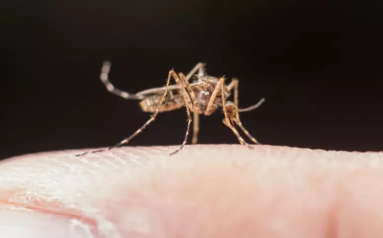Febre do Nilo Ocidental: SC registra 1ª morte e SP confirma casos; saiba os sintomas